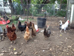 chickens1