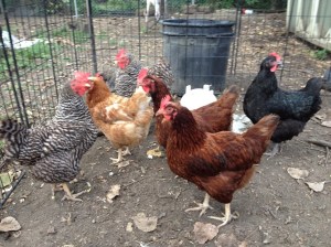 chickens2