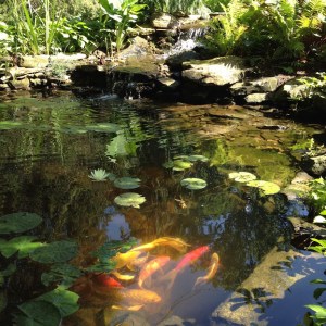 koi pond