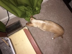 Bodie staring at vent beside suitcase