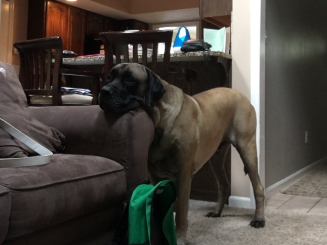 Eli over couch--cropped