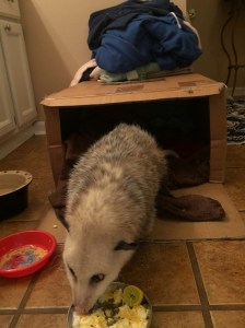 possum2