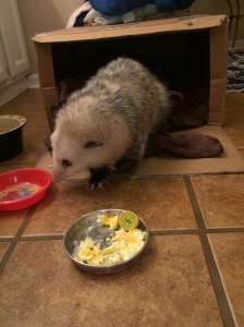 possum3
